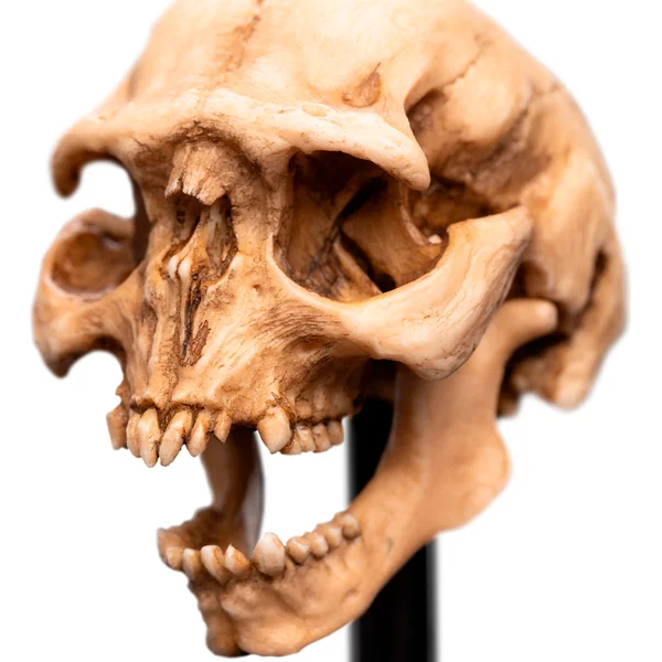 Weta Workshop Le Seigneur des Anneaux - Crâne d'un Orc de la Moria Miniature